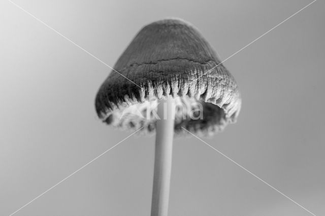 Melksteelmycena (Mycena galopus)