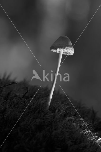 Melksteelmycena (Mycena galopus)