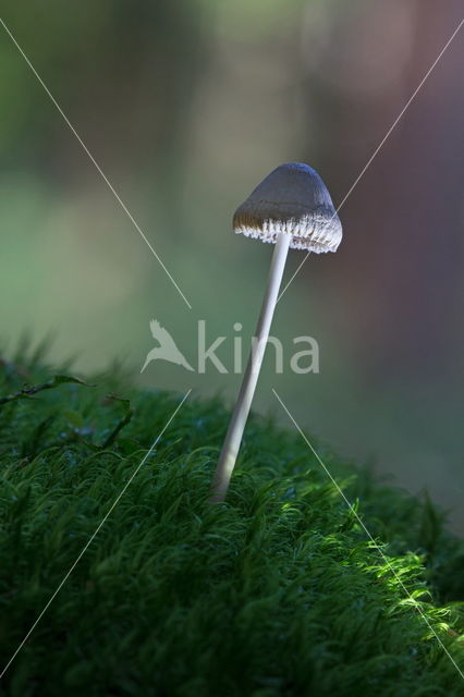 Melksteelmycena (Mycena galopus)