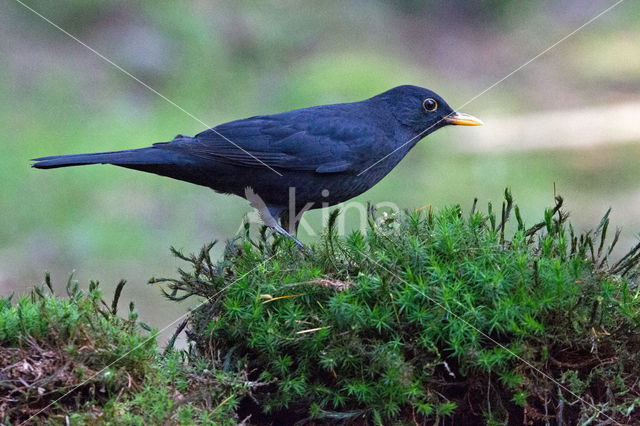 Merel (Turdus merula)