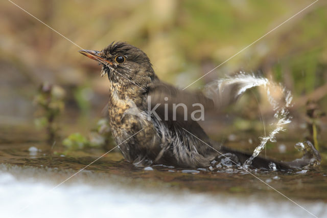 Merel (Turdus merula)