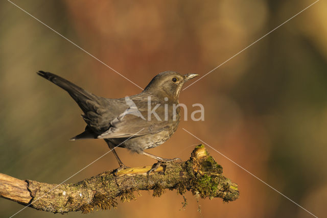 Eurasian Blackbird (Turdus merula)