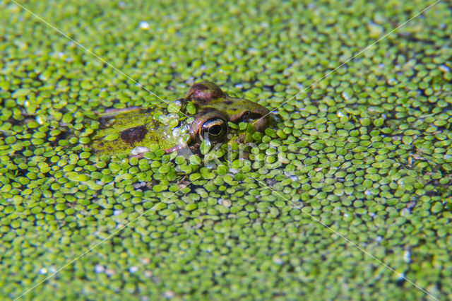 Middelste groene kikker (Rana klepton esculenta