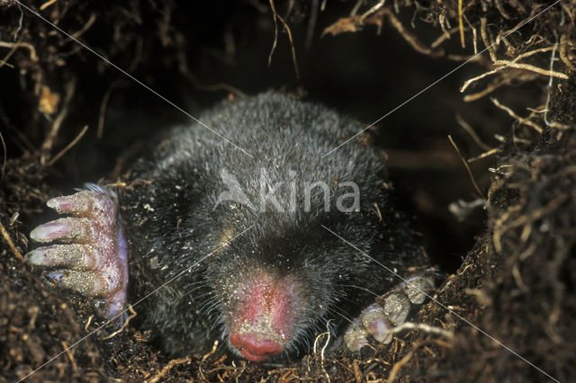 Mole (Talpa europaea)