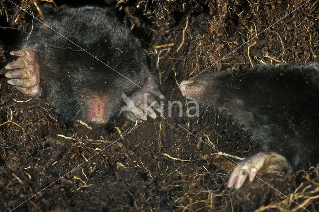 Mole (Talpa europaea)