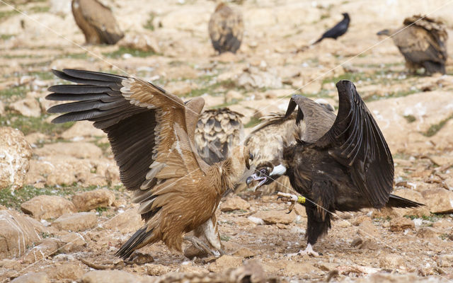 Cinereous Vulture
