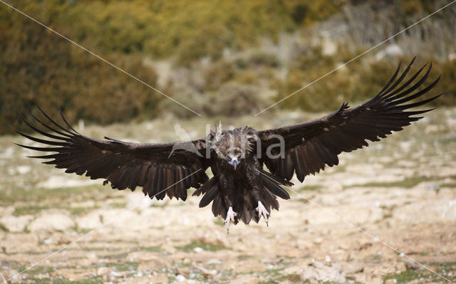 Cinereous Vulture