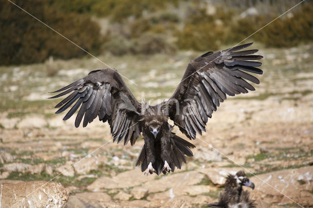 Cinereous Vulture