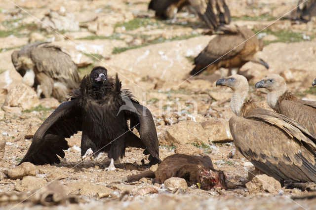 Cinereous Vulture