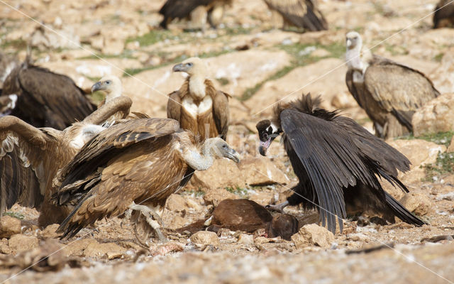 Cinereous Vulture