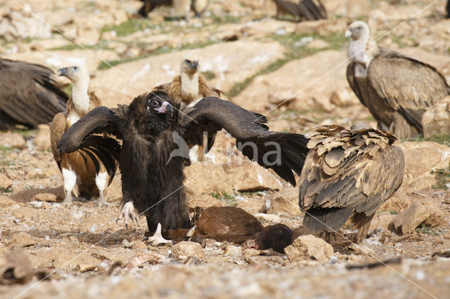 Cinereous Vulture