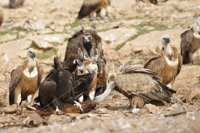 Cinereous Vulture