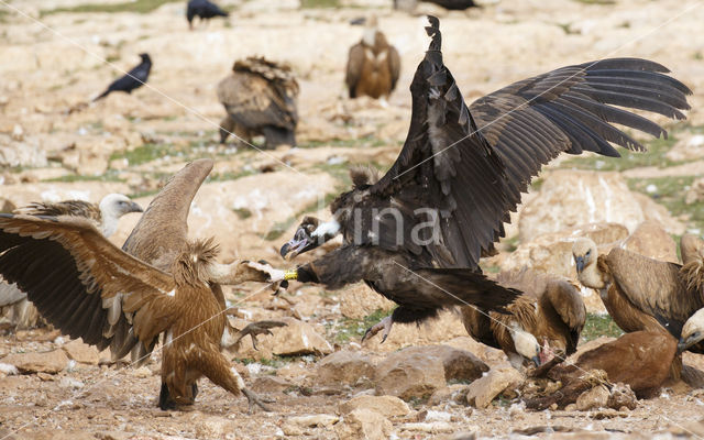 Cinereous Vulture