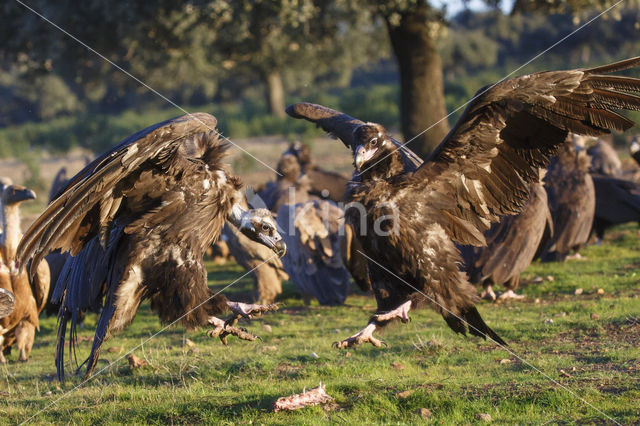 Monniksgier (Aegypius monachus)