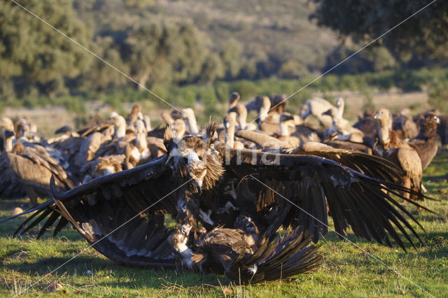 Cinereous Vulture