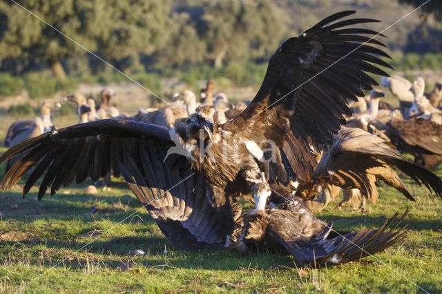 Monniksgier (Aegypius monachus)