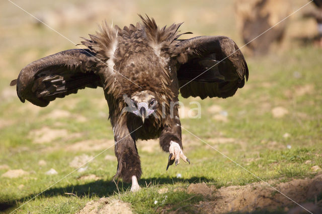 Cinereous Vulture