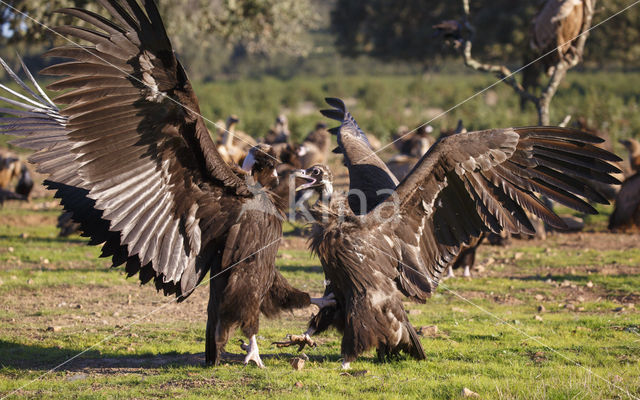 Cinereous Vulture