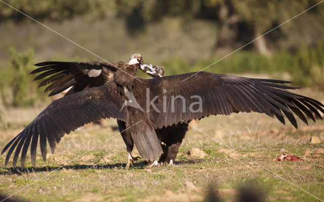 Monniksgier (Aegypius monachus)