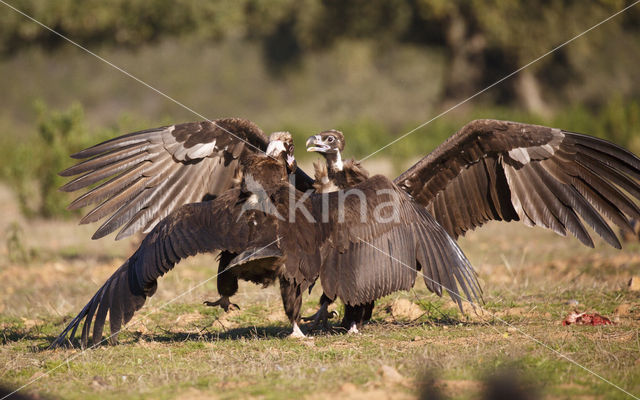 Cinereous Vulture