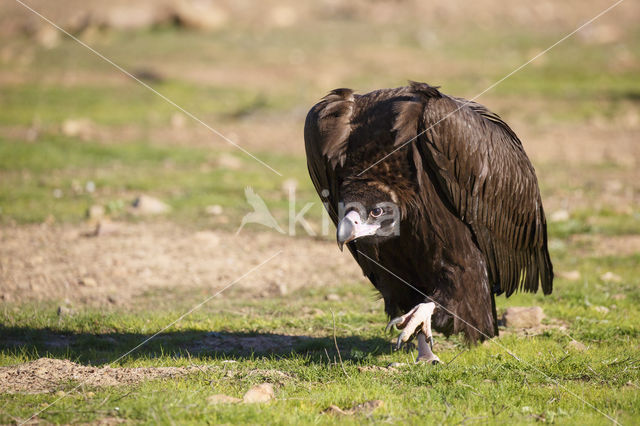 Cinereous Vulture