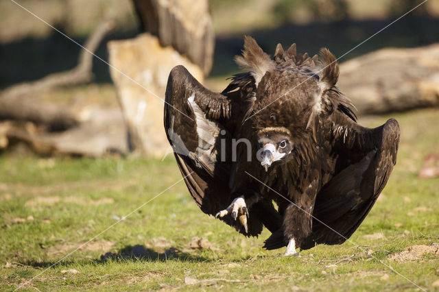 Monniksgier (Aegypius monachus)