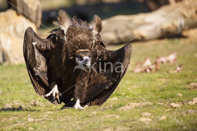 Cinereous Vulture