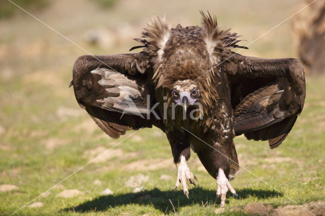 Cinereous Vulture