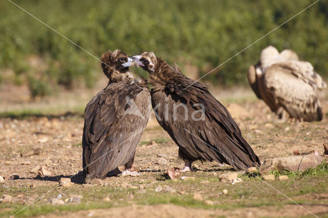Cinereous Vulture