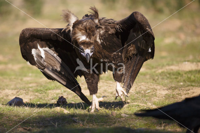 Cinereous Vulture