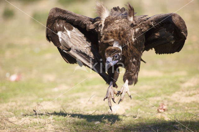 Cinereous Vulture