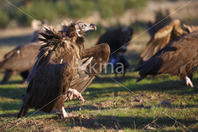 Monniksgier (Aegypius monachus)