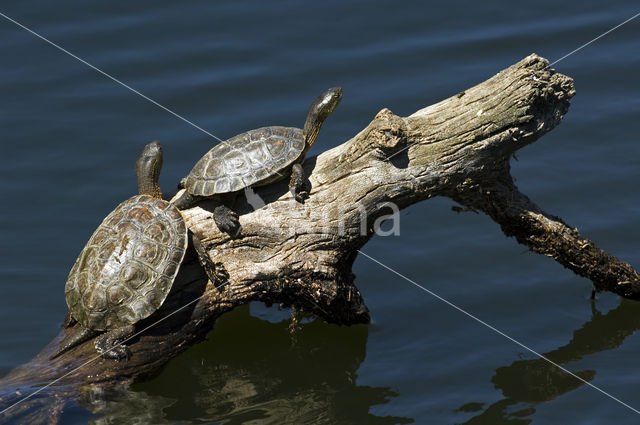 Mediterranean turtle (Mauremys leprosa)