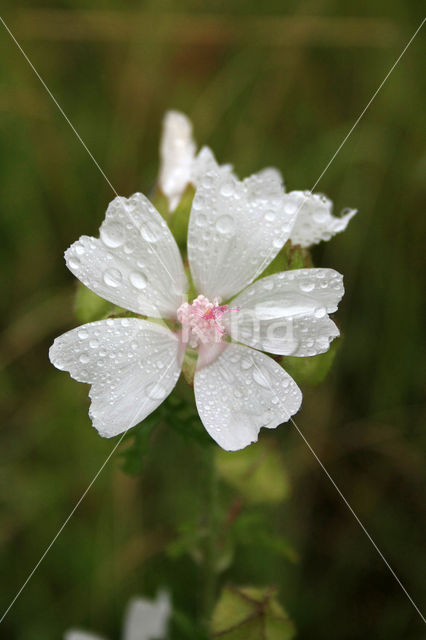 Musk Mallow (Malva moschata)