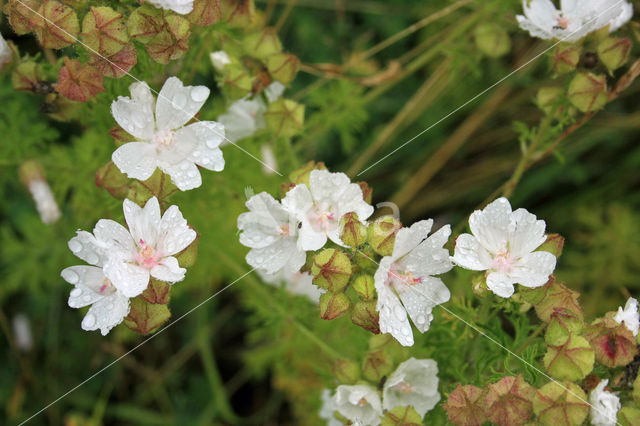 Muskuskaasjeskruid (Malva moschata)