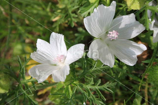 Muskuskaasjeskruid (Malva moschata)