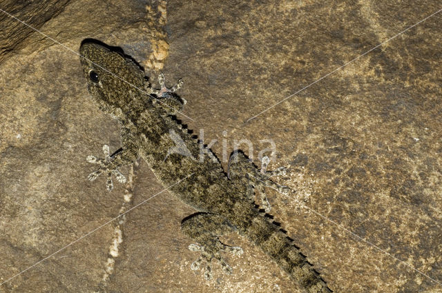wall gecko (Tarentola mauritanica)