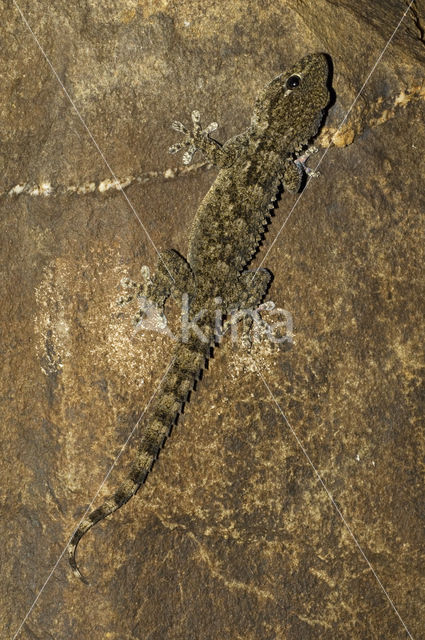 Muurgekko (Tarentola mauritanica)