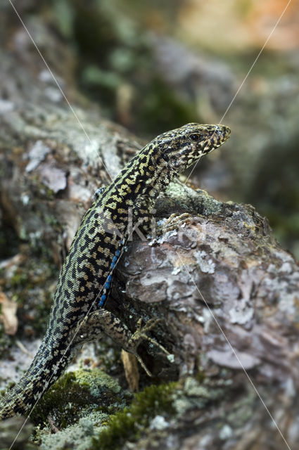 Wall Lizard (Podarcis muralis)