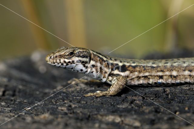 Wall Lizard (Podarcis muralis)