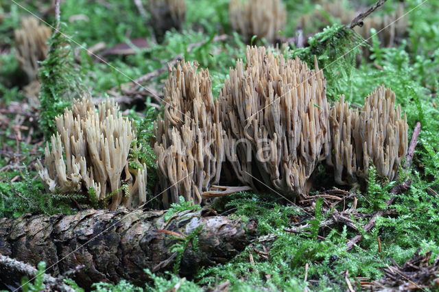 Naaldboskoraalzwam (Ramaria eumorpha)