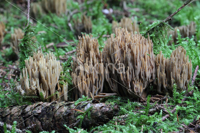 Naaldboskoraalzwam (Ramaria eumorpha)