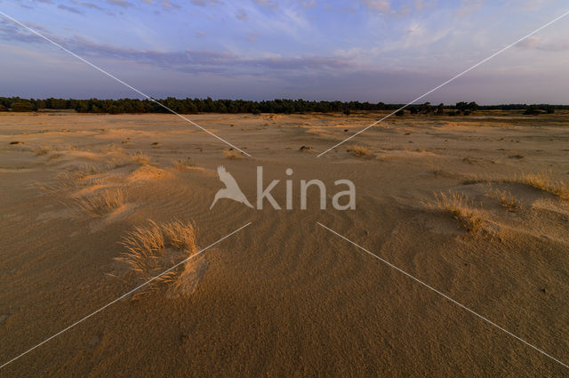 Nationaal Park De Hoge Veluwe