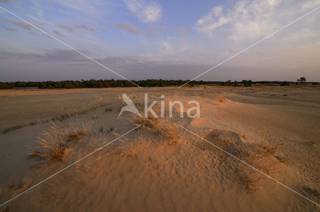 Nationaal Park De Hoge Veluwe