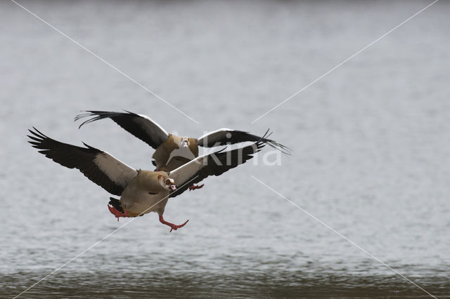 Egyptian Goose (Alopochen aegyptiaca)