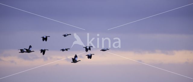 Egyptian Goose (Alopochen aegyptiaca)