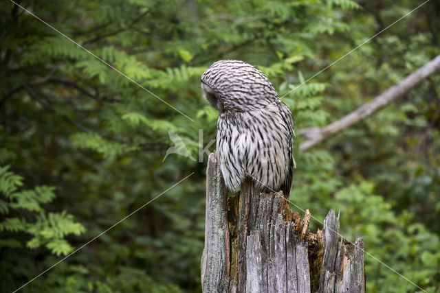 Oeraluil (Strix uralensis)