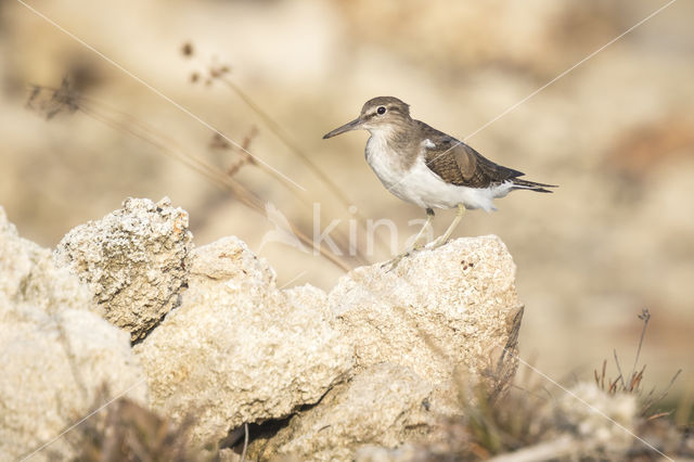 Oeverloper (Actitis hypoleucos)