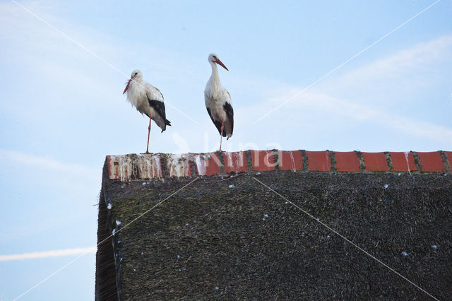 White Stork (Ciconia ciconia)