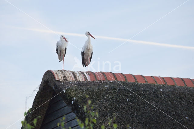 White Stork (Ciconia ciconia)